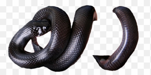 Blood Dark Black Satanic 666 Red Cat - Editing Round Snake Picsart Emoji