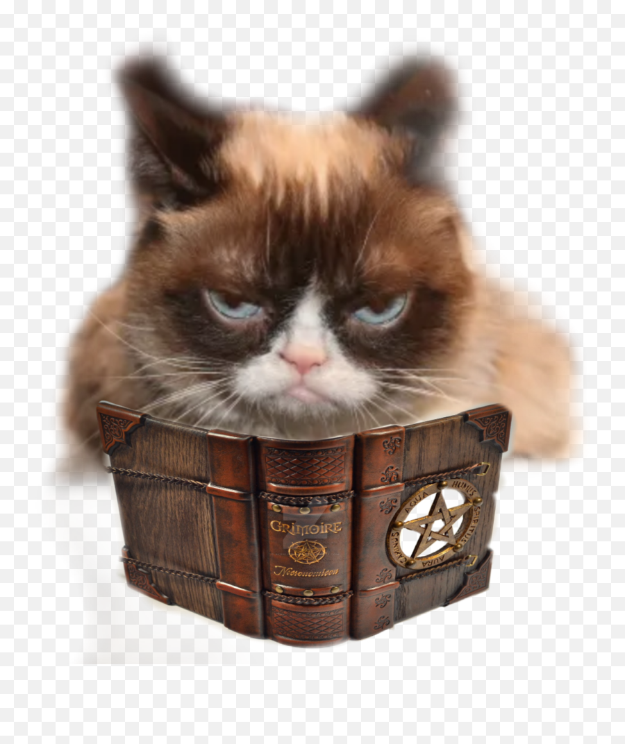 Bored Freetoedit Grumpy Cat Worship - Grumpy Cat Emoji,Grumpy Cat Emoji