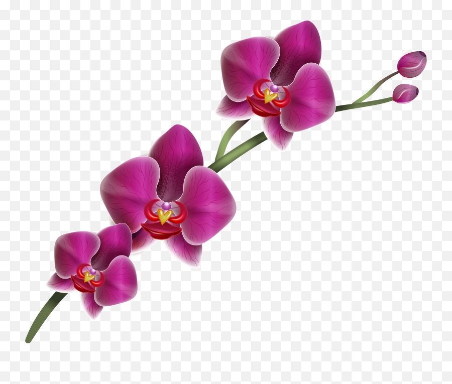 Flower Clipart Orchid - Orchid Vector Transparent Background Emoji,Orchid Emoji