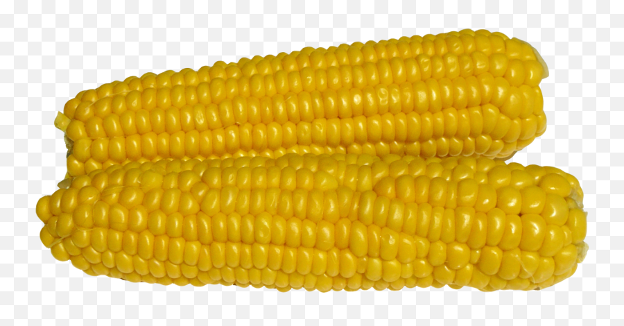 1572 X 854 - Maize Hd Png Download Corn Png Transparent Dynamic Earth Emoji,Emoji Corn