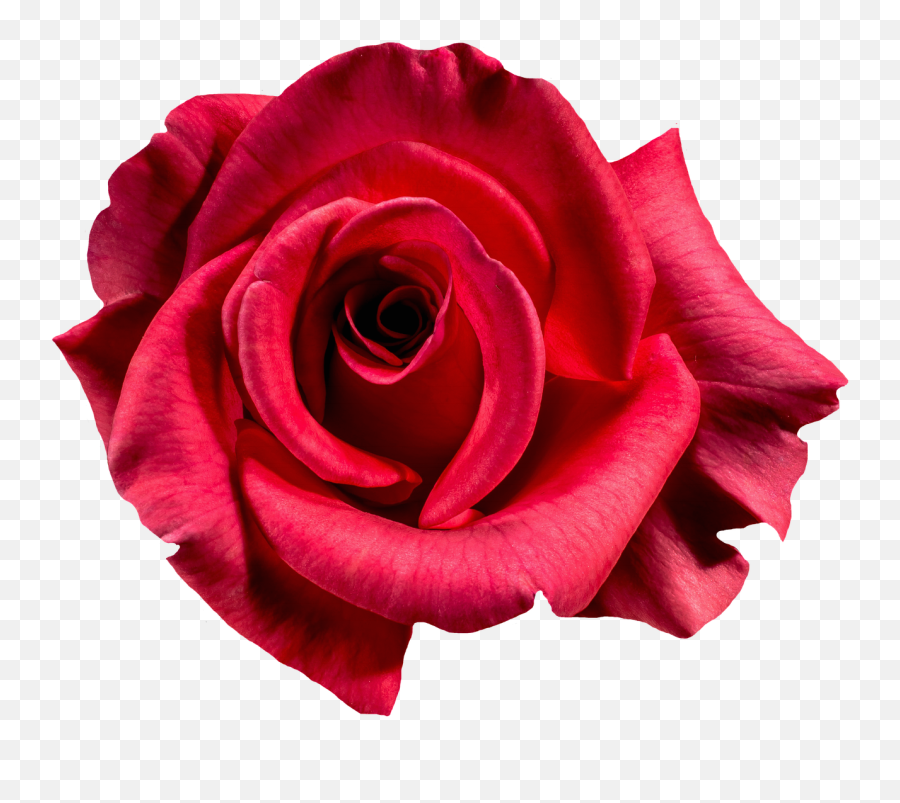 Rose Red Blossom Bloom Flower - You Are More Beautiful Than Flowers Quotes Emoji,Sakura Blossom Emoji