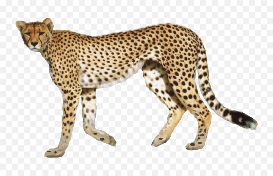 Cheetah - Adult Cheetah Emoji,Cheetah Emoji