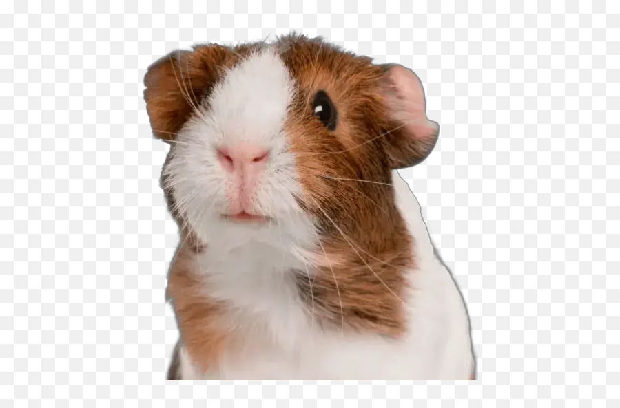 Cuyos Stickers For Whatsapp - Guinea Pig Emoji,Mouse Rabbit Hamster Emoji