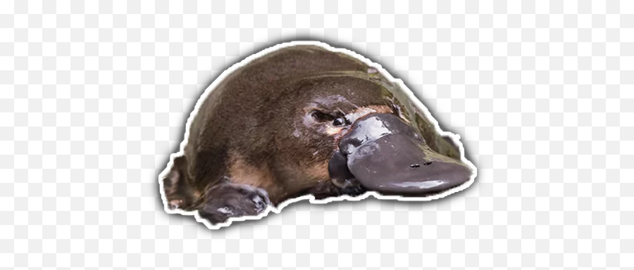 Platypus Stickerpack Stickers For Telegram - Steller Sea Lion Emoji,Sea Lion Emoji