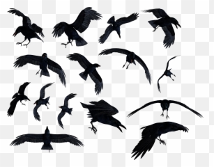 Ravens Png Transparent Png - Background Ravens Transparent Emoji,Raven Bird Emoji