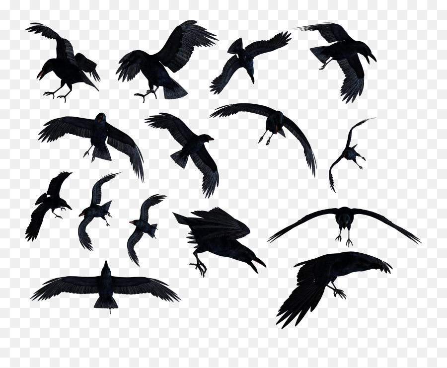 Ravens Png Transparent Png - Background Ravens Transparent Emoji,Raven Bird Emoji