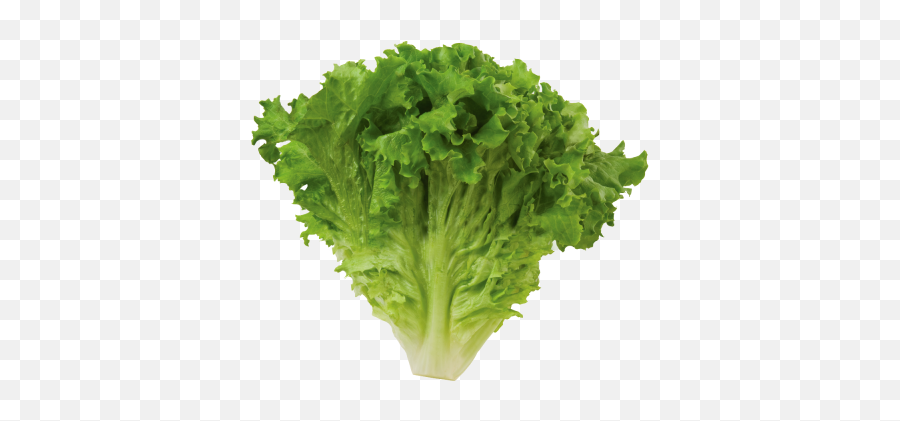 Romaine Png And Vectors For Free Download - Dlpngcom Palak Images Hd Png Emoji,Lettuce Emoji