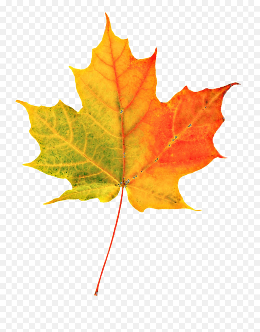Maple Leaf - Autumn Leaf Emoji,Maple Leaf Emoji