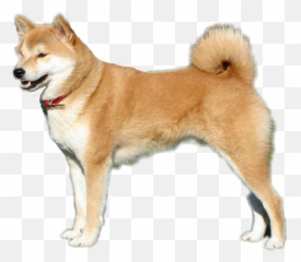 Shibe Drawing Shiba Inu Transparent - Transparent Background Shiba Inu Transparent Emoji,Doge Emoticon