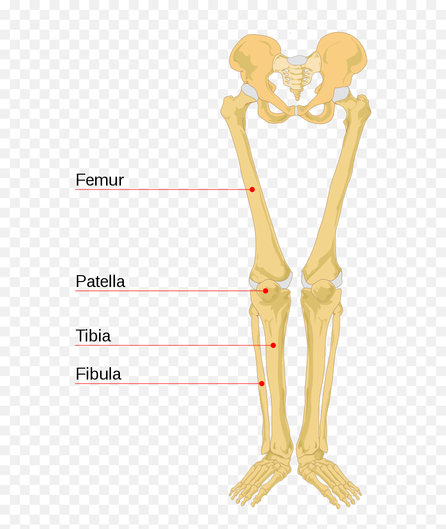 Human Leg Bones Labeled - Human Skeleton Emoji,Leg Emoji