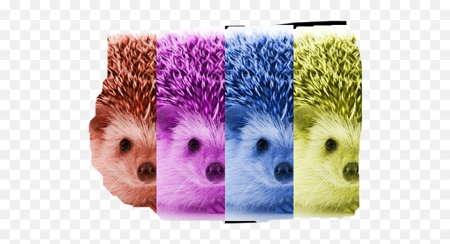 Hedgehog Do You Like Hedgehogs Freetoedit - Hedgehog Emoji,Hedgehog Emoji