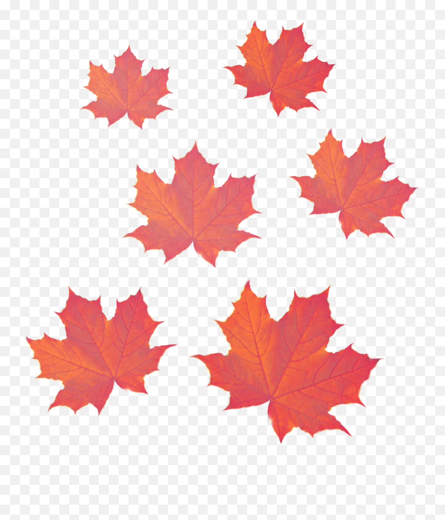 Maple Leaves Red Stalks Emoji,Maple Leaf Emoji