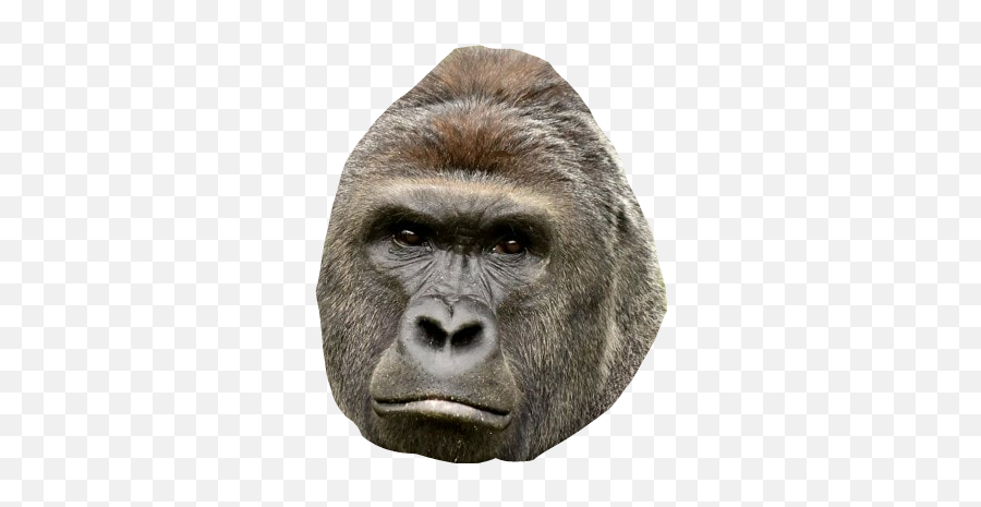 Harambe Harambe Dicksoutforharambe - Harambe The Gorilla Face Emoji,Harambe Emoji