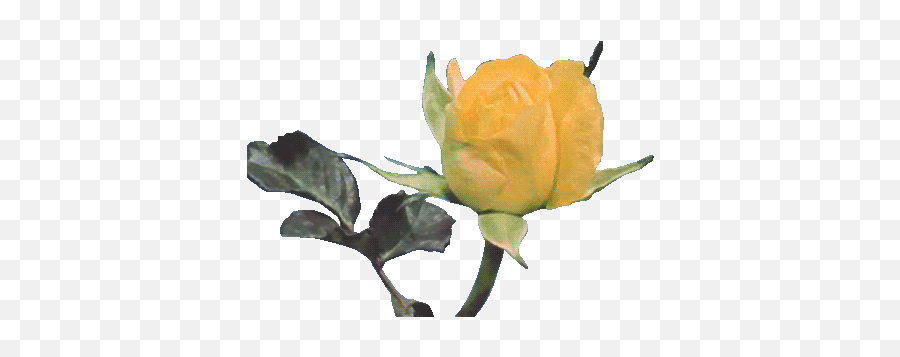 Rose Animation Gif Funny Gifsgif - Yellow Flower Transparent Gif Emoji,Facepalm Emoji Gif