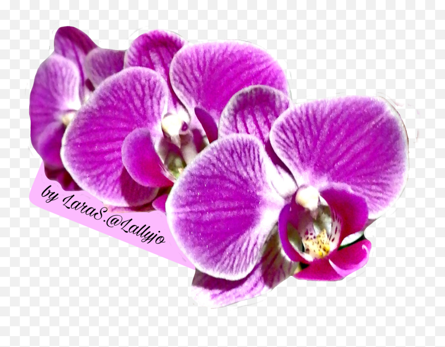 Orchid Flower Fuchsia Color - Phalaenopsis Sanderiana Emoji,Orchid Emoji