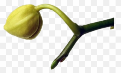 A Branch Of A Plant - Long Do Orchid Blooms Last Emoji,Bean Sprout Emoji