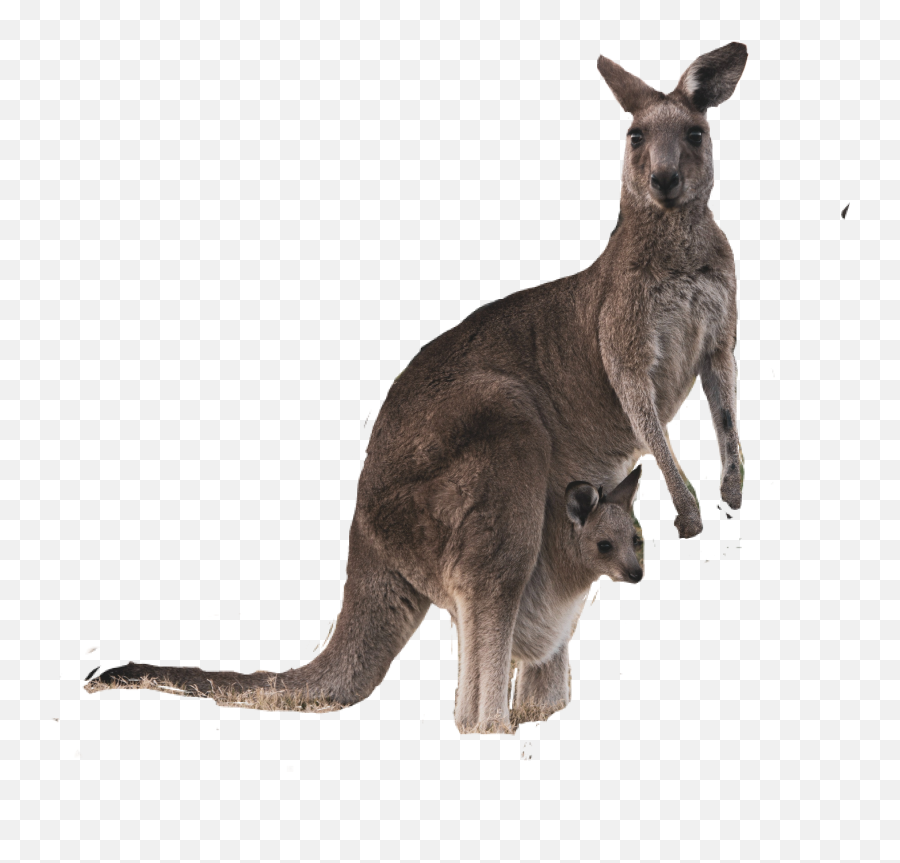 Kangaroos Mommaroo Babyroo Kangaroo - Eastern Grey Kangaroo Emoji,Kangaroo Emoji