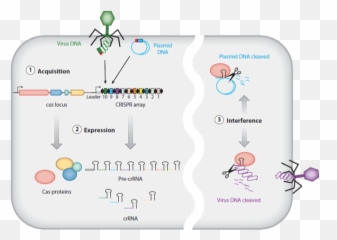History Of Crispr - Bacterial Immune System Emoji
