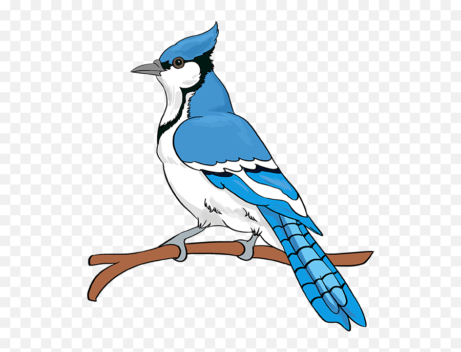 How To Draw A Blue Jay - Blue Jay Drawing Step By Step Emoji,Blue Jays Emoji