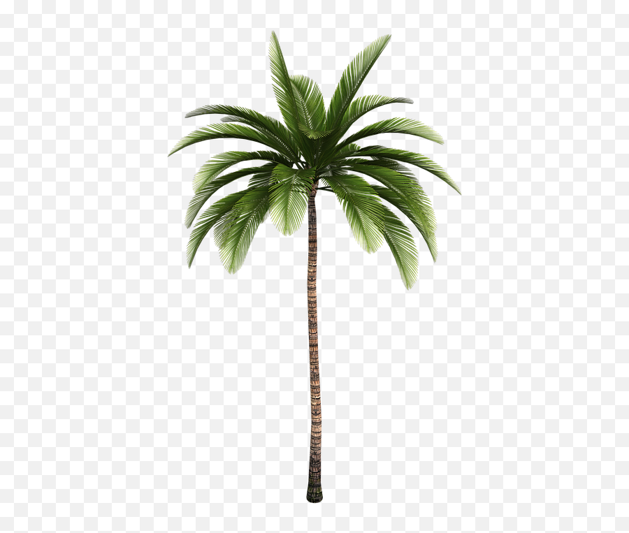 Isolated Tree Palm - Palm Tree Emoji,Palm Tree Book Emoji