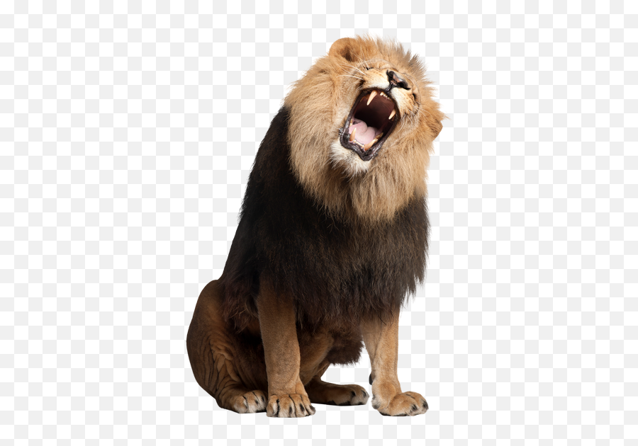 Lion Emoji Transparent Png Clipart - Lion Roaring White Background,Sea Lion Emoji