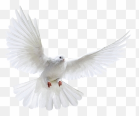Dove Doveofpeace Peace - Transparent Background Doves Png Emoji,Dove Of Peace Emoji