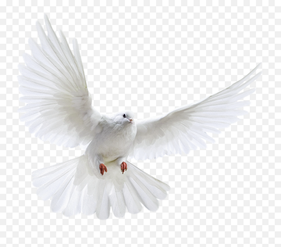 Dove Doveofpeace Peace - Transparent Background Doves Png Emoji,Dove Of Peace Emoji