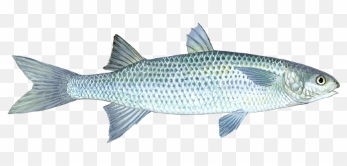 Download Mullet Fish Pictures - Mullet Png Emoji,Mullet Emoji