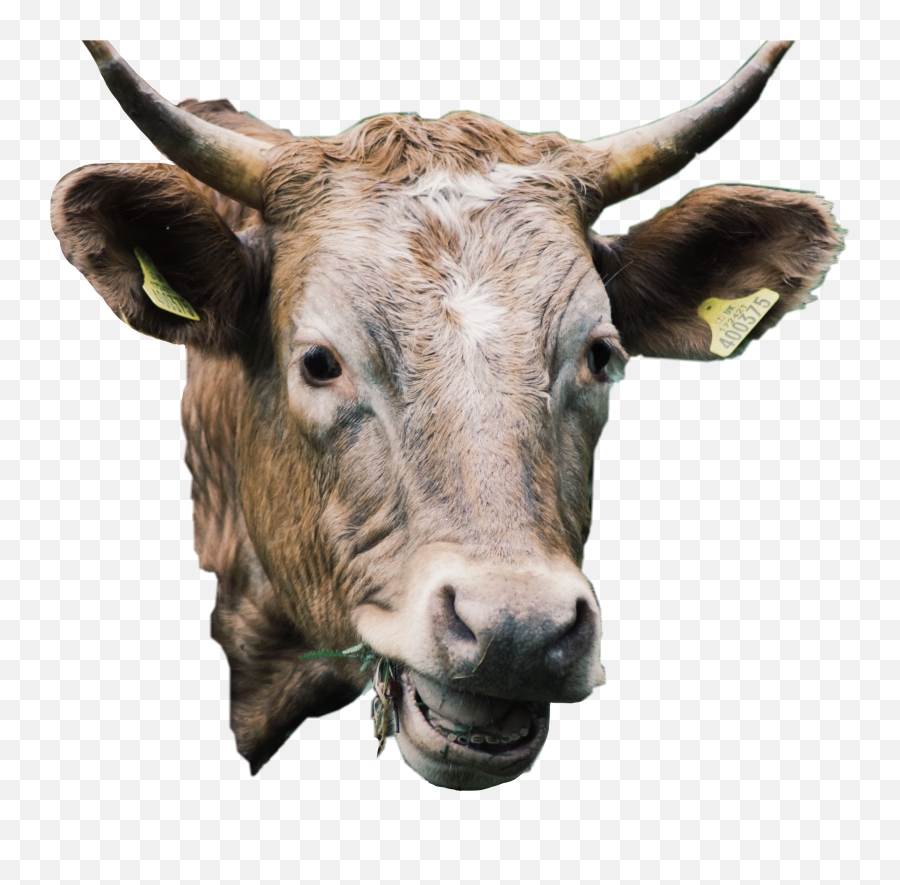 Cow Animal Cute Cattle Livestock Freetoedit - Bull Emoji,Ox Emoji