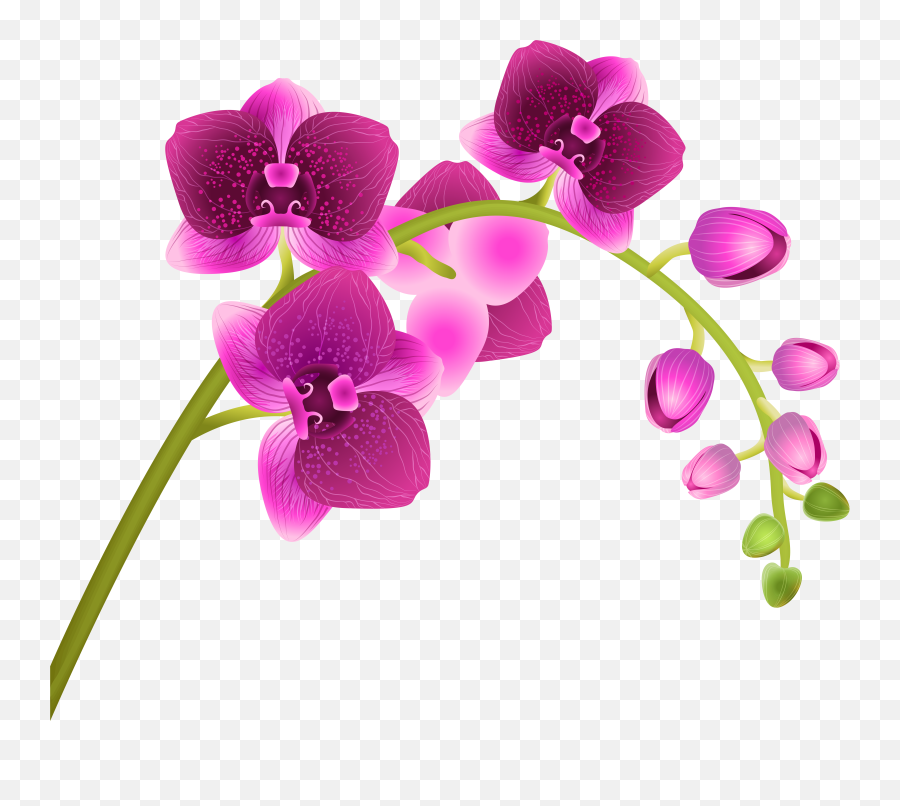 Flower Clipart Orchid - Transparent Background Orchid Clip Art Emoji,Orchid Emoji