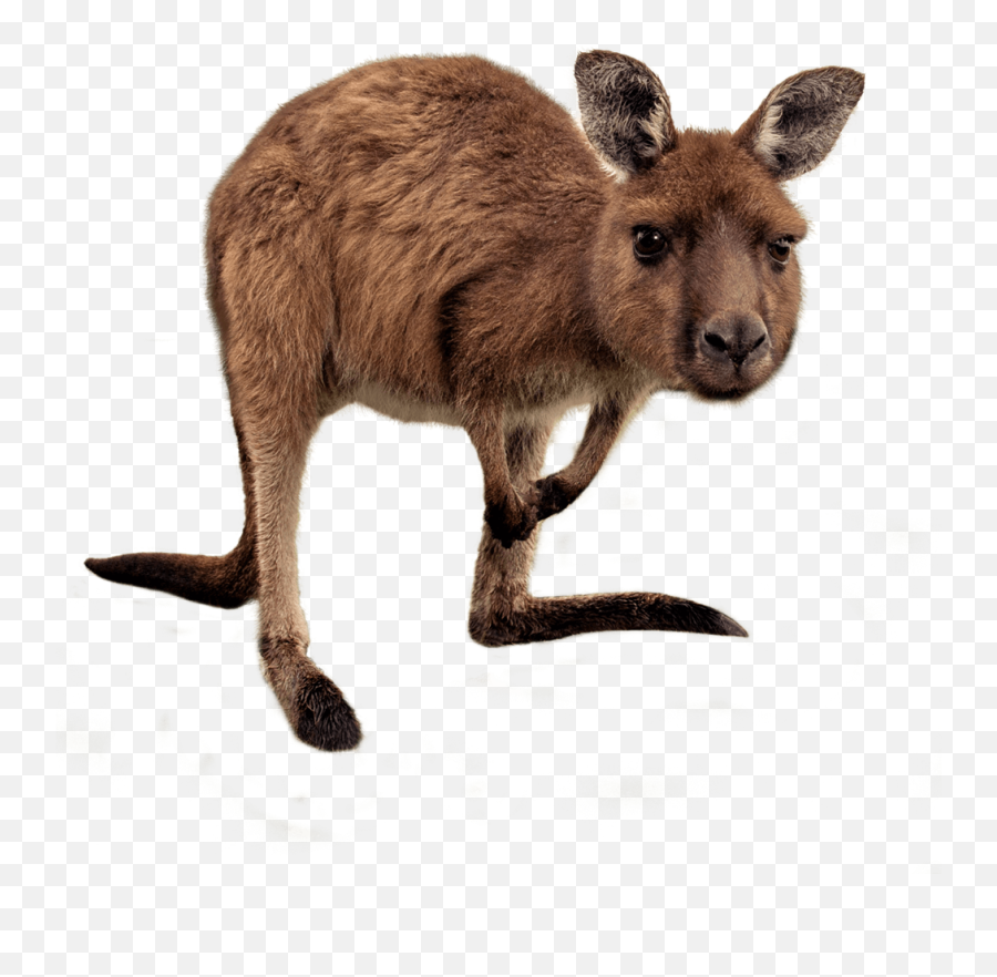 Kangaroo Png Images Free Download - Wallaby Png Emoji,Kangaroo Emoji