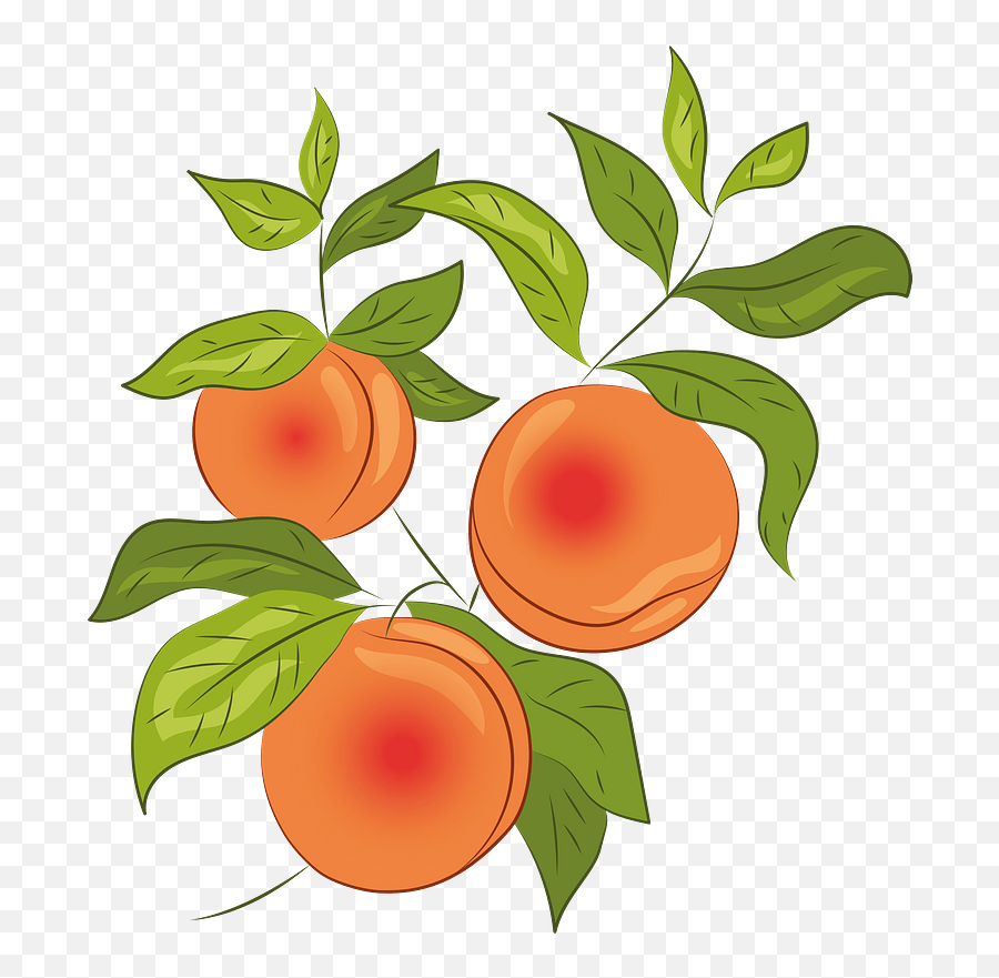 Peach Clipart Free Download Transparent Png Creazilla - Fitness Nutrition Emoji,Emoji Peach