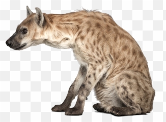 Hiena Psd Official Psds - Hyena Transparent Background Emoji,Hyena Emoji