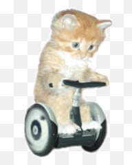 Cat - Transparent Gif Emoji