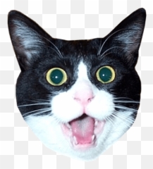 Cat Head Sticker Transparent Png - Cat Head Transparent Background Emoji,Cat Heart Emoji Meme