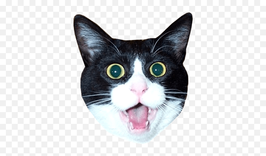 Cat Head Sticker Transparent Png - Cat Head Transparent Background Emoji,Cat Heart Emoji Meme