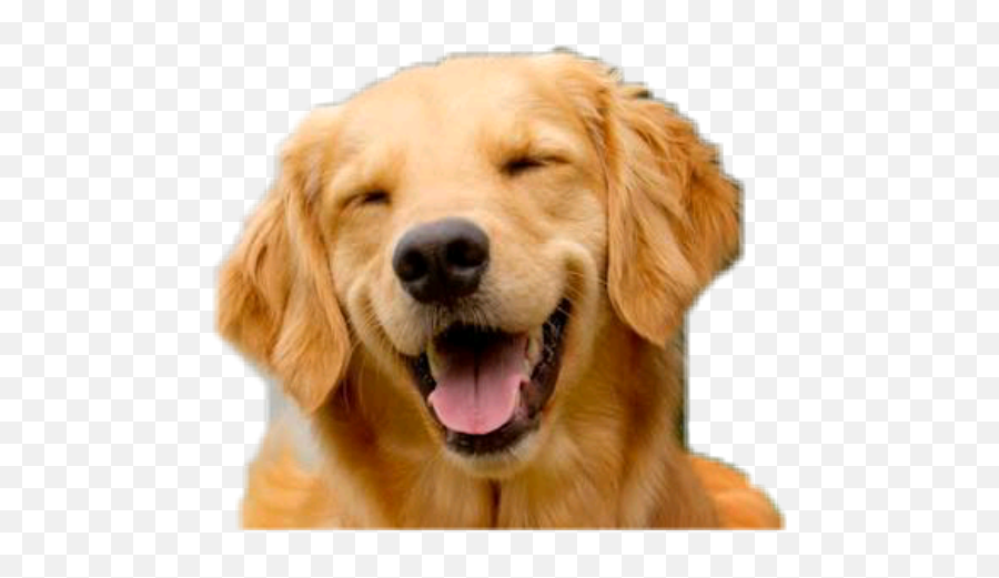 Cachorro - Big Floppy Dog Ears Emoji,Golden Retriever Emoji