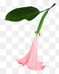 Datura Png Flower Clipping Graphics - Emoji
