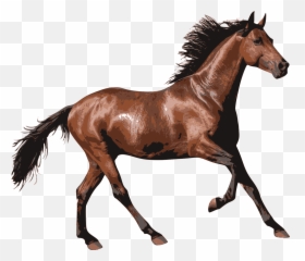 Horse Animal Horselove - Transparent Background Emoji