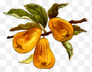 Kostenlose Birne Idee Vektorgrafiken - Pear Emoji