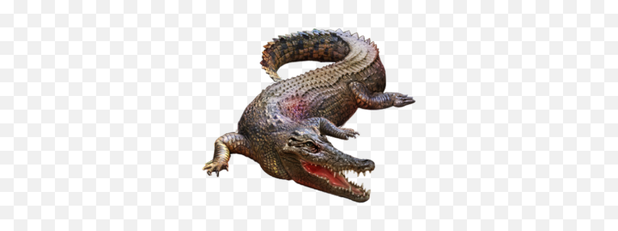 Crocodile - Animal Png Emoji,Crocodile Emoji