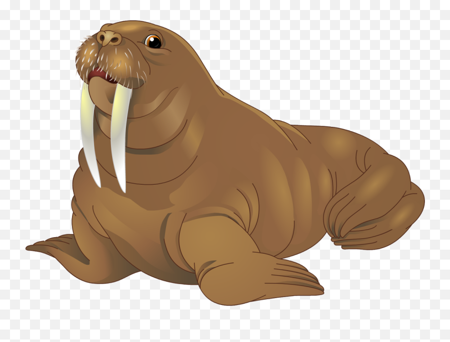 Walrus Clipart Png - Walrus Png Emoji,Walrus Emoji