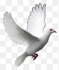 Fantail Pigeon Columbidae Bird Release - Flying Bird White Background Emoji,Dove Emojis