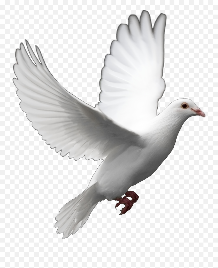 Fantail Pigeon Columbidae Bird Release - Flying Bird White Background Emoji,Dove Emojis