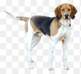 Coonhound Chasing A Raccoon Up Tree Png u0026 Free - Treeing Walker Emoji