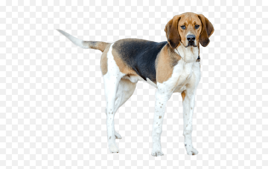Coonhound Chasing A Raccoon Up A Tree Png U0026 Free Coonhound - Treeing Walker Coonhound Emoji,Raccoon Emoji Android