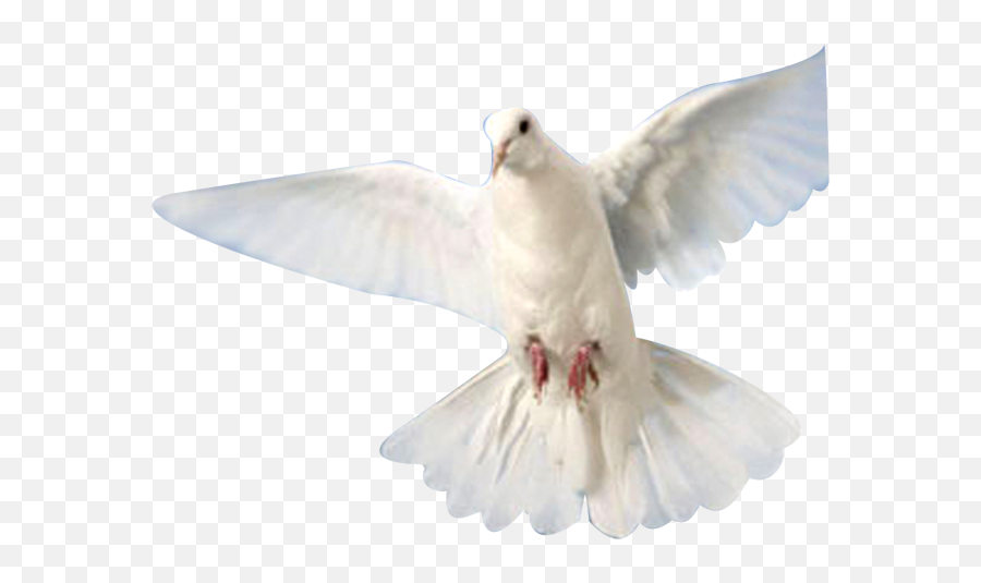 Pigeon Psd Official Psds - Holy Spirit Dove Emoji,Pigeon Emoji