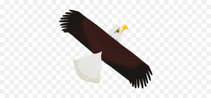 Texas Birds Sticker Pack By Texas Parks U0026 Wildlife - Bald Eagle Emoji,Bald Eagle Emoji