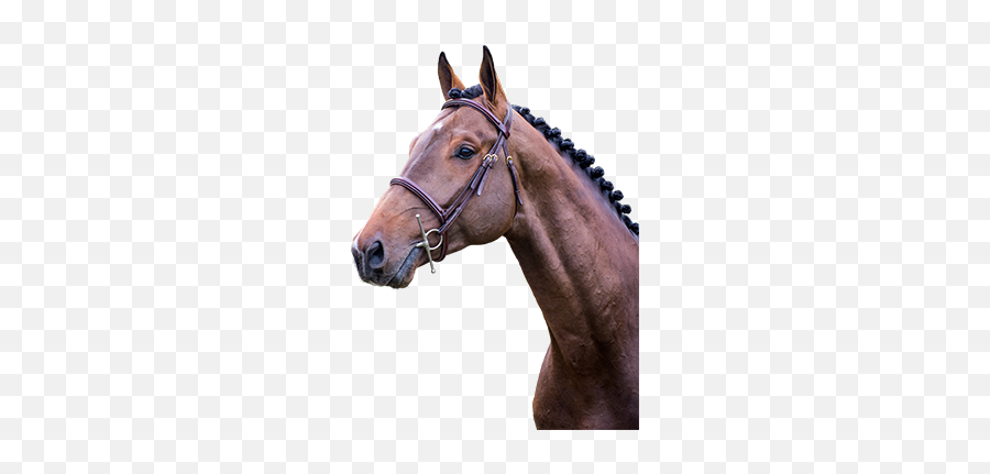 Performance Fibre - Stallion Emoji,Horse Muscle Emoji