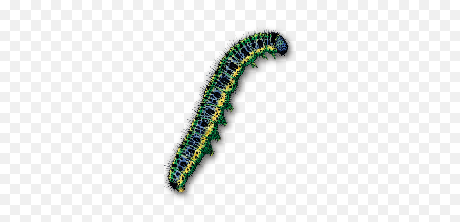 Caterpillar Bug Bugs - Caterpillars Png Emoji,Caterpillar Emoji